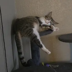 Domestic Short-hair female (Not Spayed)