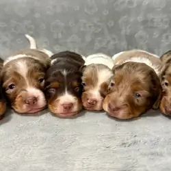 Miniature dachshund