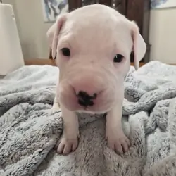 dogo argentino puppies