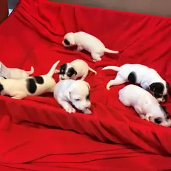 Jack Russell Puppies (Parents JRTCA Registered)