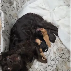 English Registered Cocker Spaniel Puppies 4U