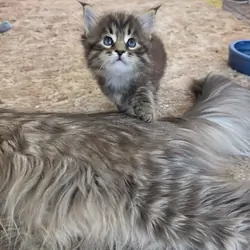 Maine coon kittens