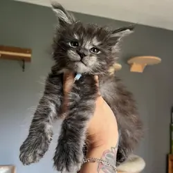 My Mainecoon kitten up for adoption