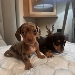 2 GORGEOUS DAPPLE DACHSHUNDS