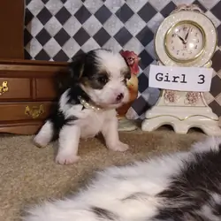 AKC Yorkie Puppies Girls and Boys♥