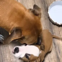 Adorable pit bull puppy