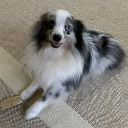 Toy Aussie