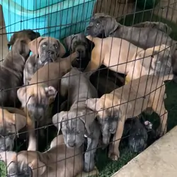 15 AKC Champion Bloodline Cane Corso Puppies