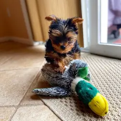 Super Cute Yorkie puppies