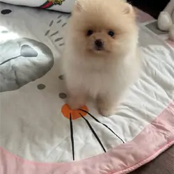 Very lovely pomeranian puppy