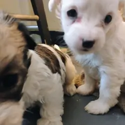Adorable Jack Russell mix'