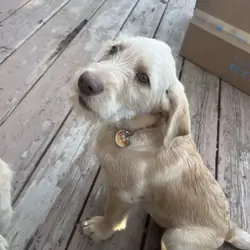 Labradoodle