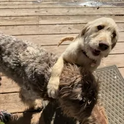 Labradoodle puppies