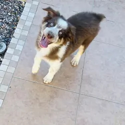 Australian shepherd puppies