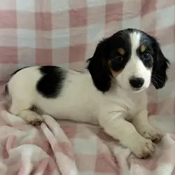 Dachshund Miniature