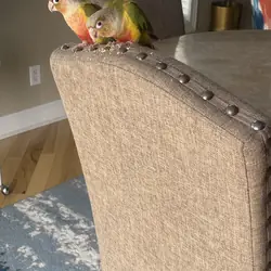 Pineapple green cheek conures