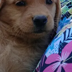Golden retriever pups