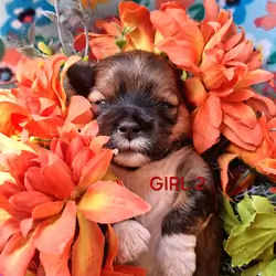 FLORIDA AKC LHASA APSO MULTI  CHAMPION ANCESTRY