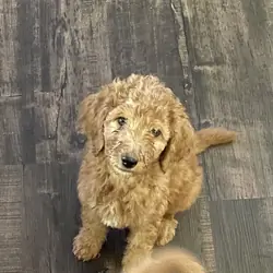 Goldendoodles