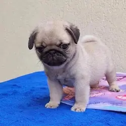 AKC registered Pug Puppies