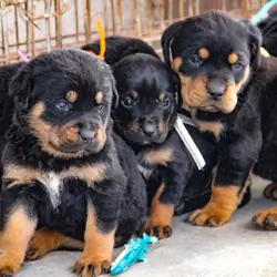 14 Gorgeous Rottweiler puppies for sale