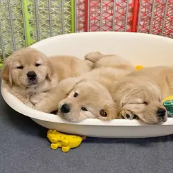 Beautiful Golden Retriever Puppies for Sale