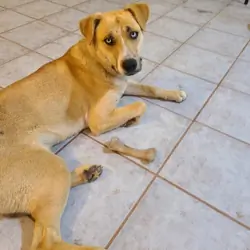 Abandoned approx 9mos. old female Husky mix puppy
