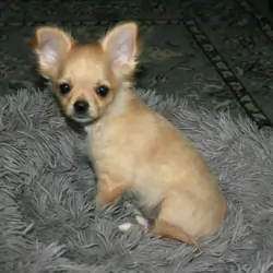 AKC Chihuahua Puppy