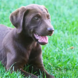 Chocolate Lab puppies