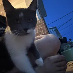 Up coming kittens