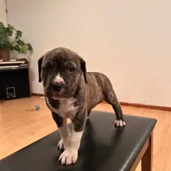 pit mix pups (bandog)