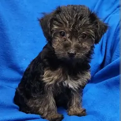 Yorkiepoo