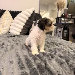 Yorkie/Shitzu Mix Puppies