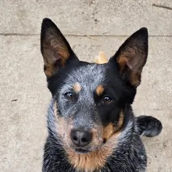 Blue Heeler puppy- 8 mo. old