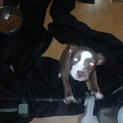 Puppy's for sale