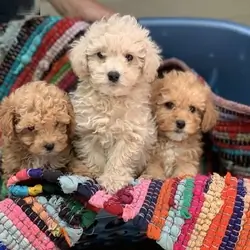 Purebred tiny teacup toy poodle puppies.