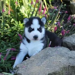 Pure Bred Full Pedigree Siberian Husky Pups