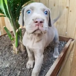 Gorgeous Weimaraner Puppies For Adoption