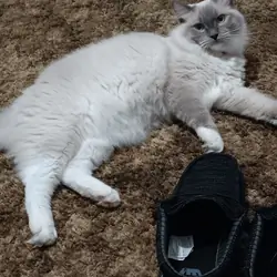 Ragdoll kitten