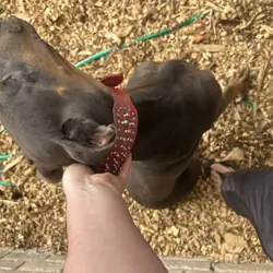 blue doberman