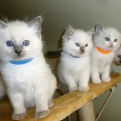 Cute and Lovely Home Raised Ragdoll Kittens.