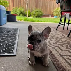 Adorable French bulldogs