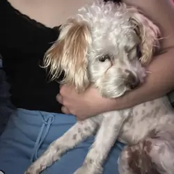Poodle mix