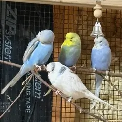 English Budgies
