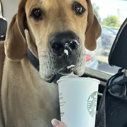 Great Dane / Mastiff mix