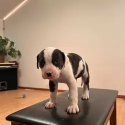 bandog pups