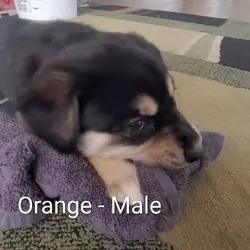 Puppy