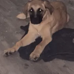 German Shepherd mix puppy