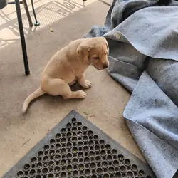 Two Labrador retriever pups