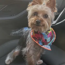 Yorkie Yorkshire Terrier puppy